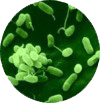 박테리아 이미지