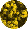 박테리아 이미지